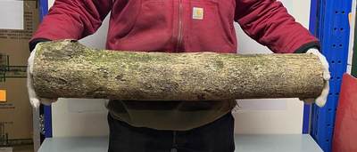 零元拍： 1231-1 金丝楠 原木 风水柱 横财（材）带皮， 尺寸：76.5/15/11.5CM。 - 零元拍： 1231-1 金丝楠 原木 风水柱 横财（材）带皮， 尺寸：76.5/15/11.5CM。