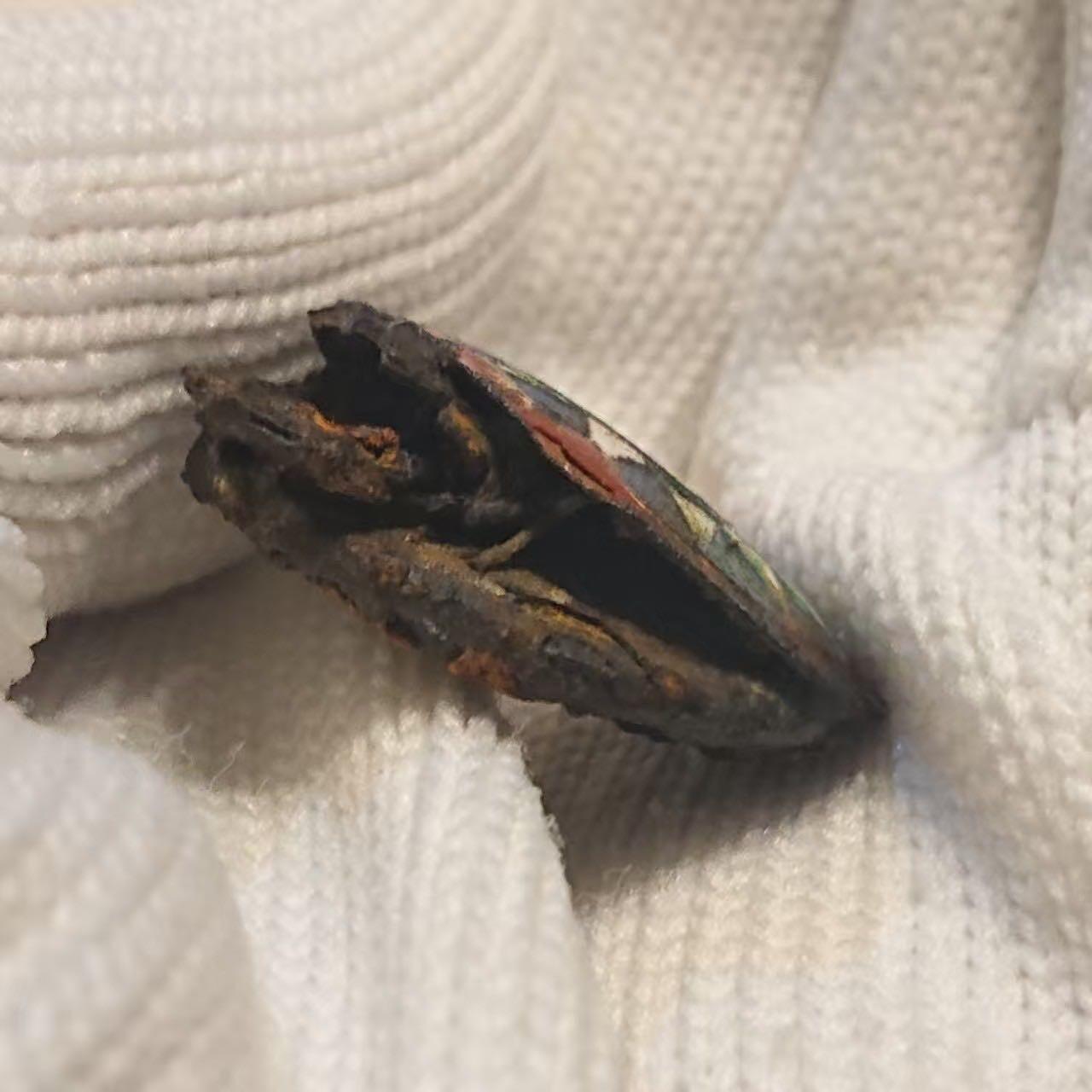 【第肆場】近代勋奖章徽章服饰杂项专场 民国红圈珐琅官兵帽徽_2枚重叠已锈蚀