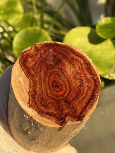 零元拍：  NO.88海南黄花梨原料。尺寸约105/50/50MM - 零元拍：  NO.88海南黄花梨原料。尺寸约105/50/50MM