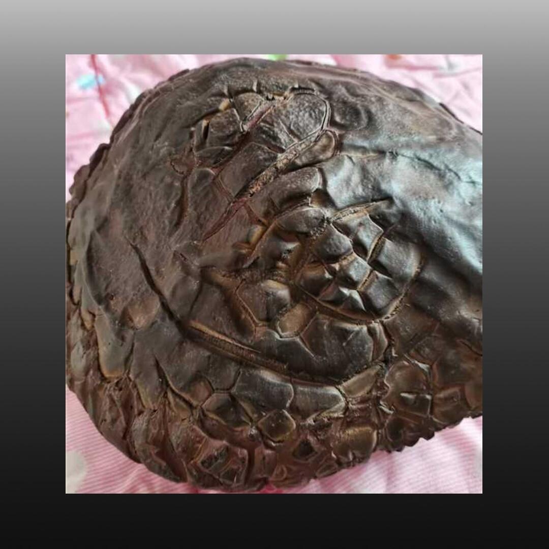 程曦曙光-安欣 龟裂纹陨石4265