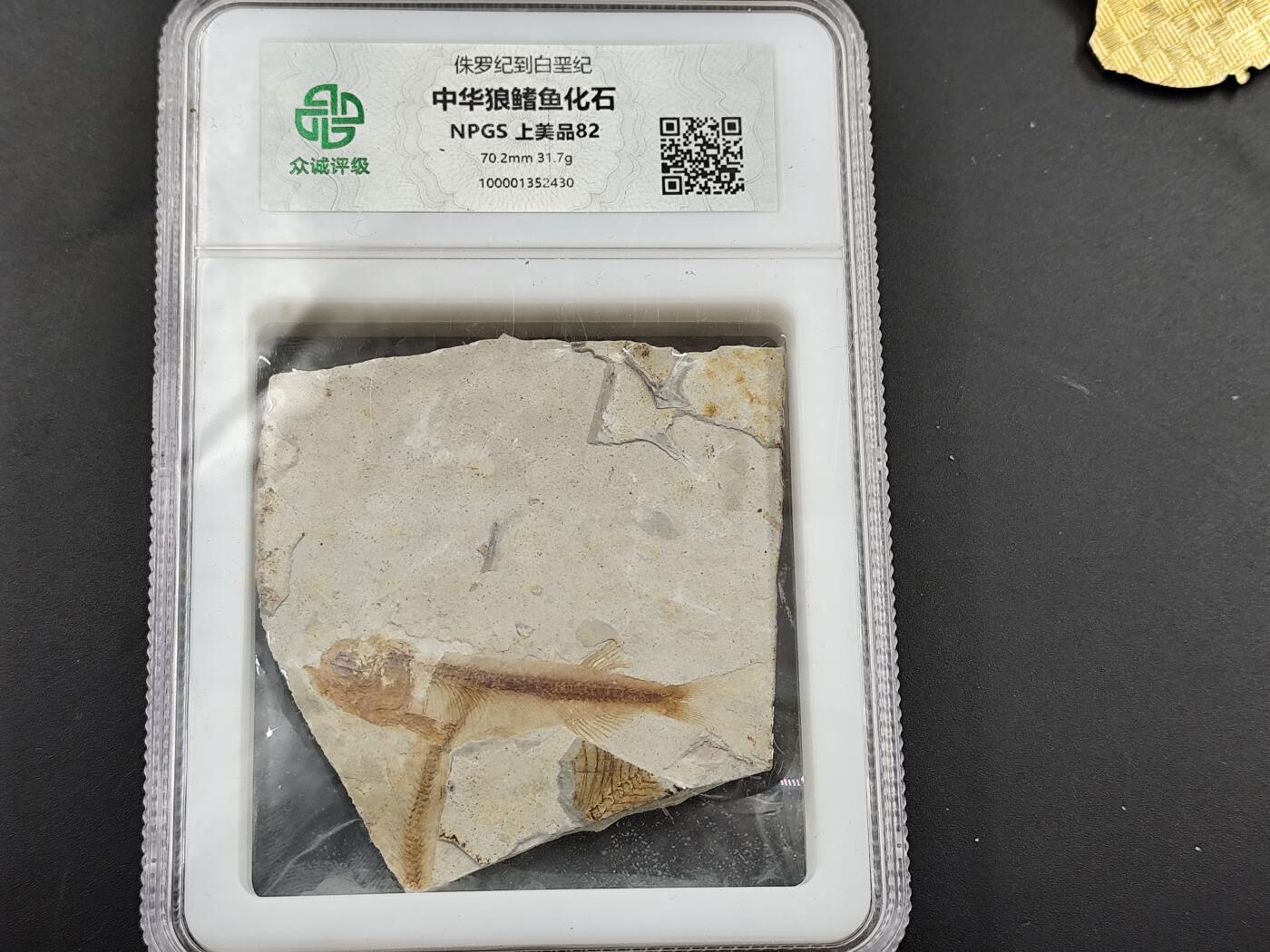 1月6日徽章钱币专场 众诚评级狼鳍鱼化石