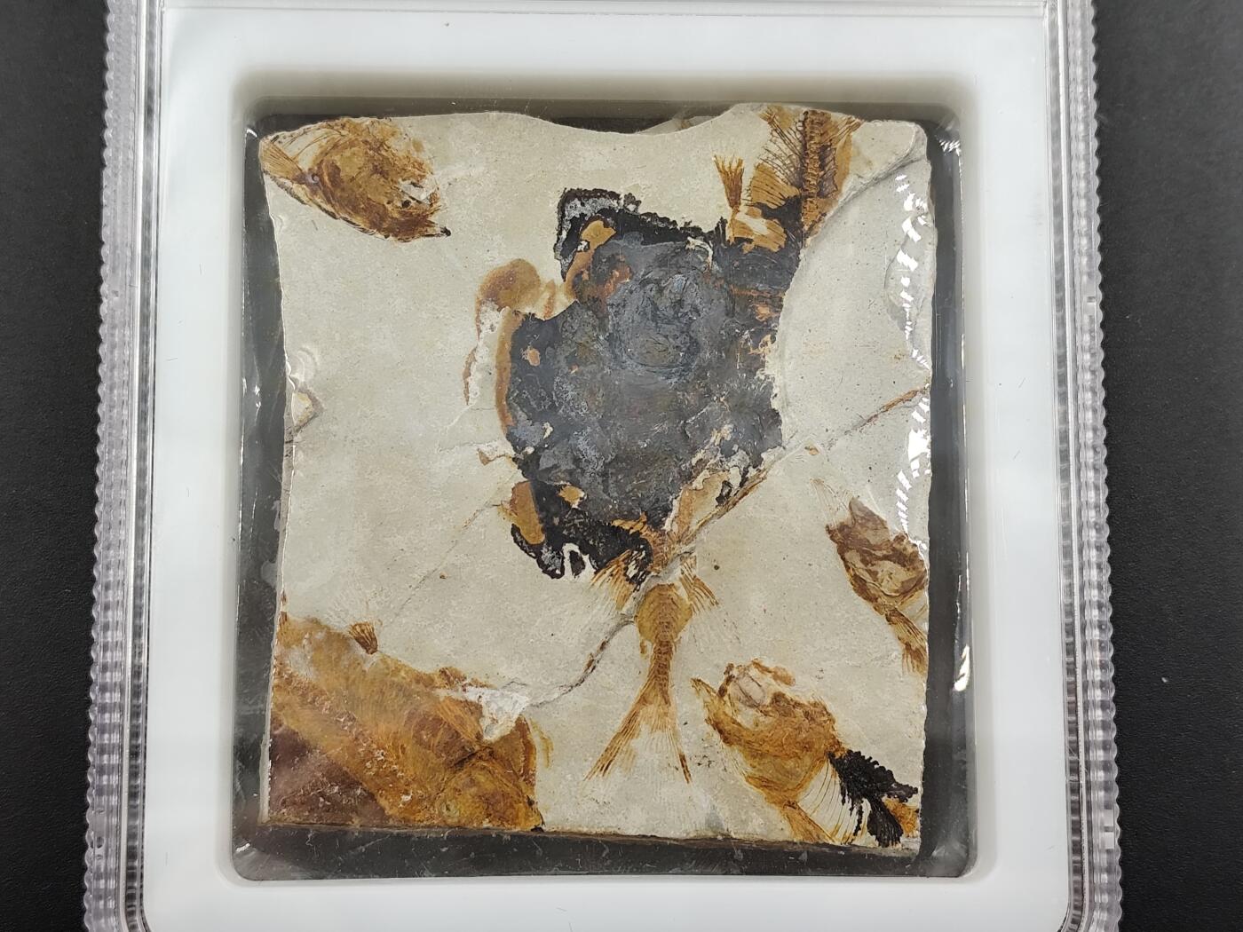 1月6日徽章钱币专场 众诚评级狼鳍鱼化石群 