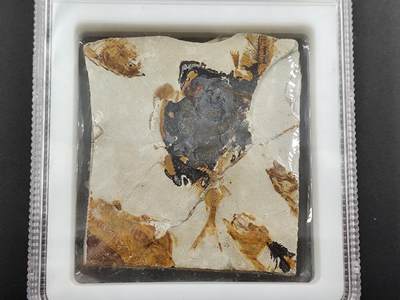 1月6日徽章钱币专场 - 众诚评级狼鳍鱼化石群 