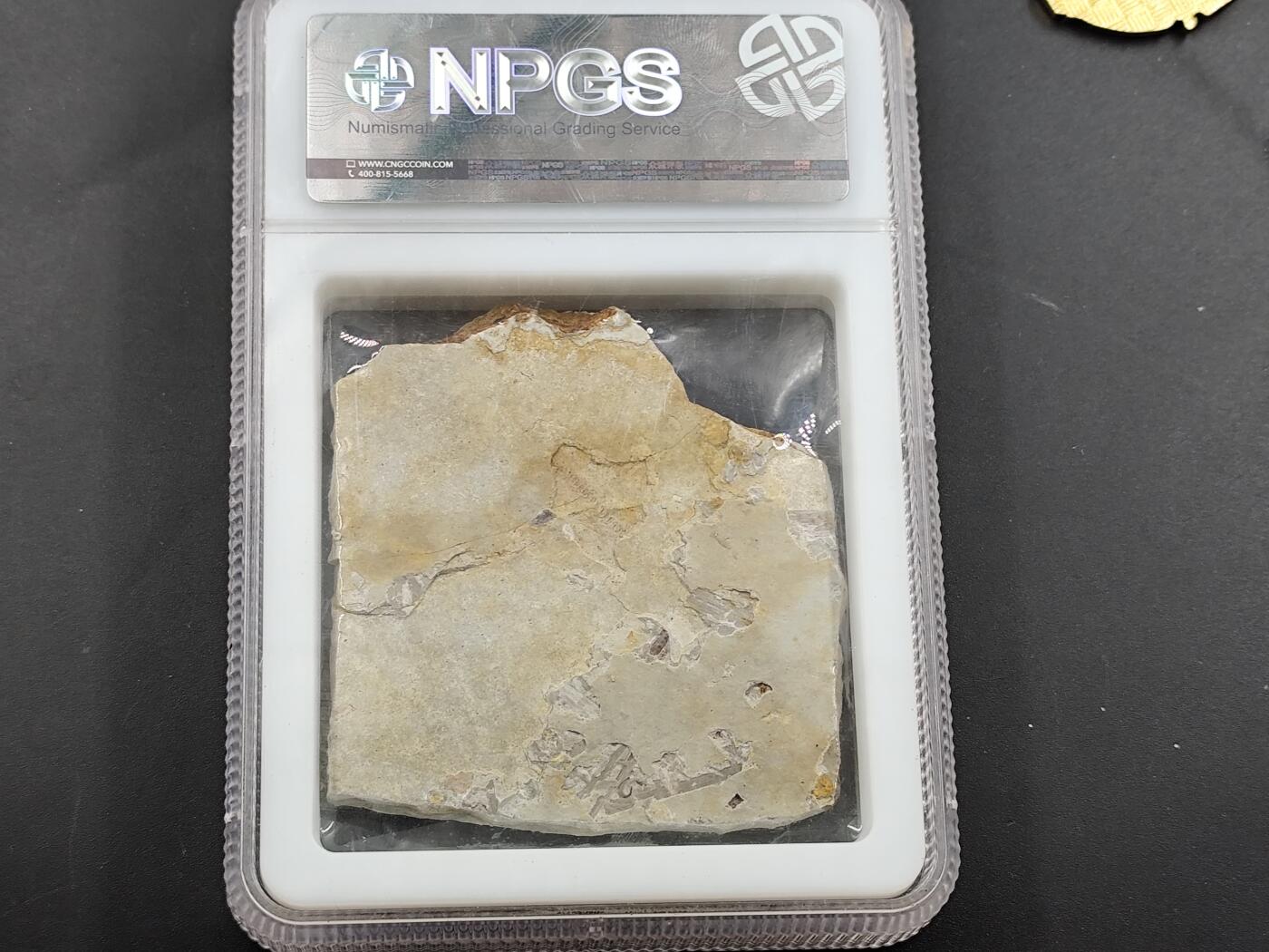 1月6日徽章钱币专场 众诚评级 狼鳍鱼化石