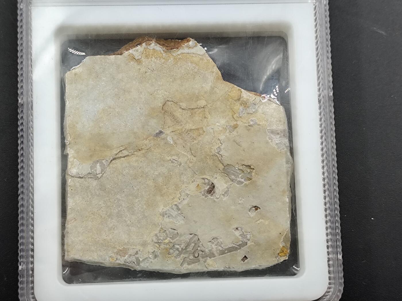 1月6日徽章钱币专场 众诚评级 狼鳍鱼化石