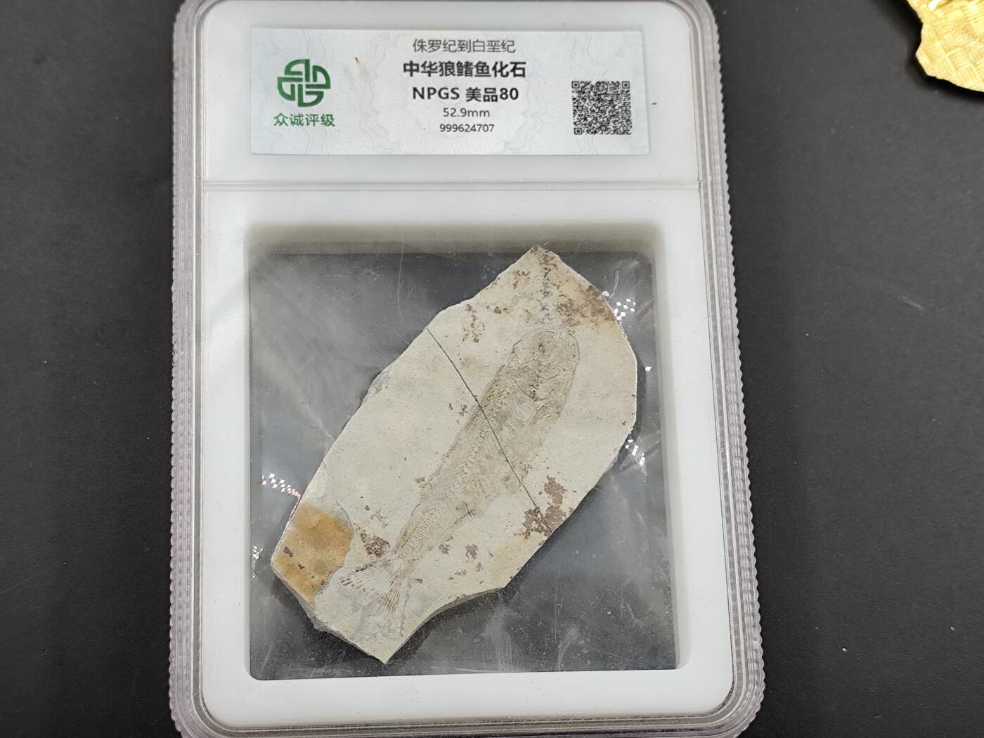 1月6日徽章钱币专场 众诚评级狼鳍鱼化石