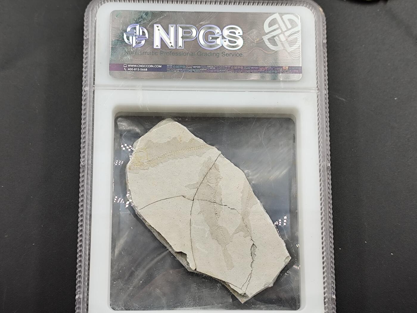 1月6日徽章钱币专场 众诚评级狼鳍鱼化石