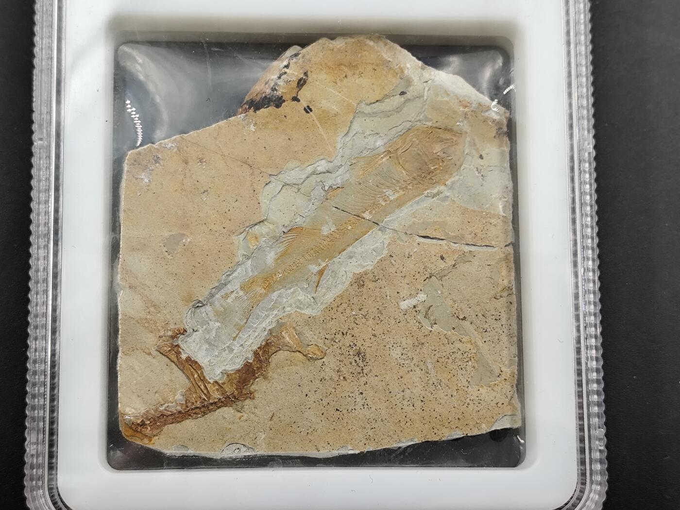 1月6日徽章钱币专场 众诚评级 狼鳍鱼化石