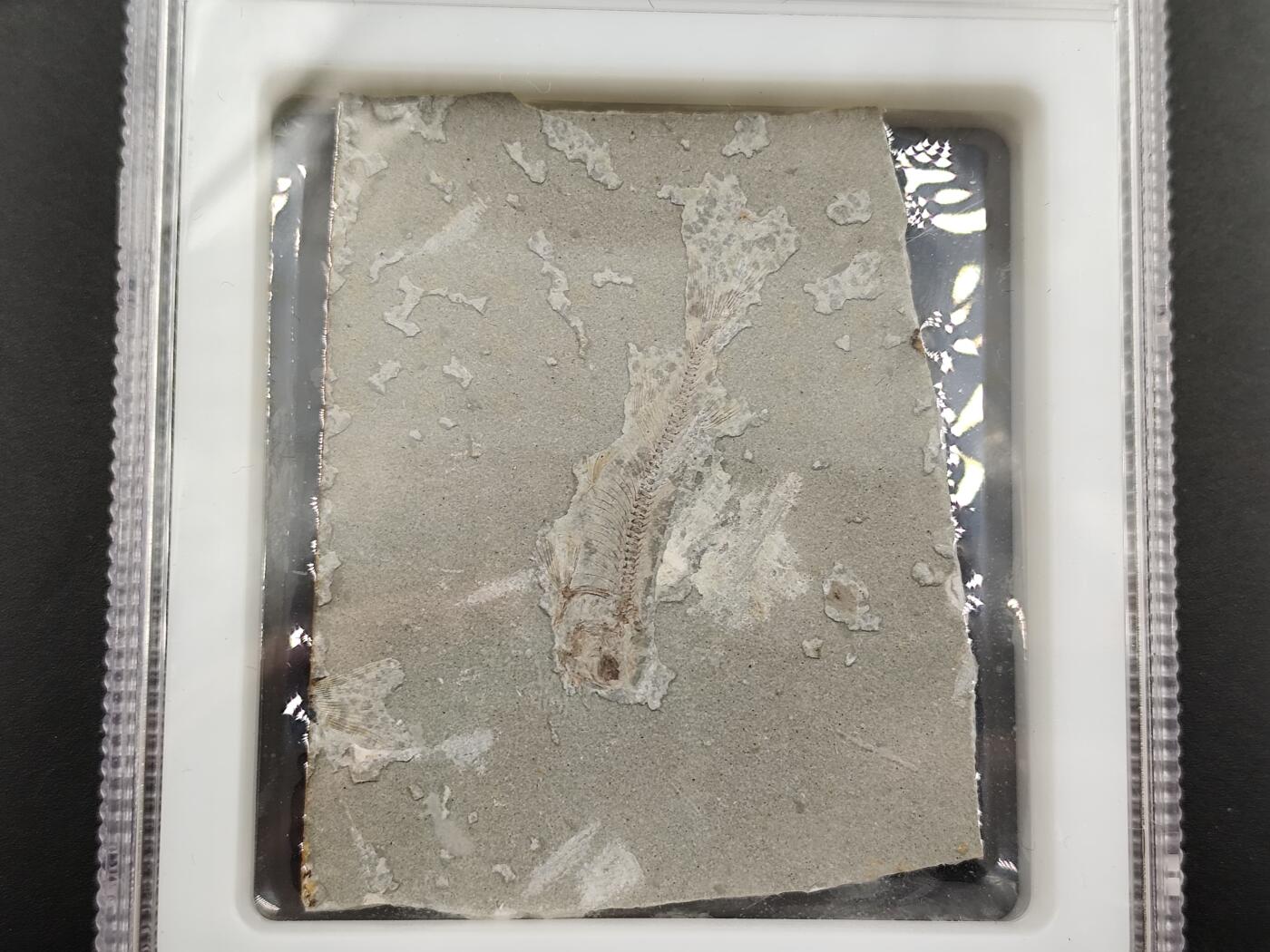 1月6日徽章钱币专场 众诚评级 狼鳍鱼化石