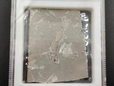 1月6日徽章钱币专场 - 众诚评级 狼鳍鱼化石