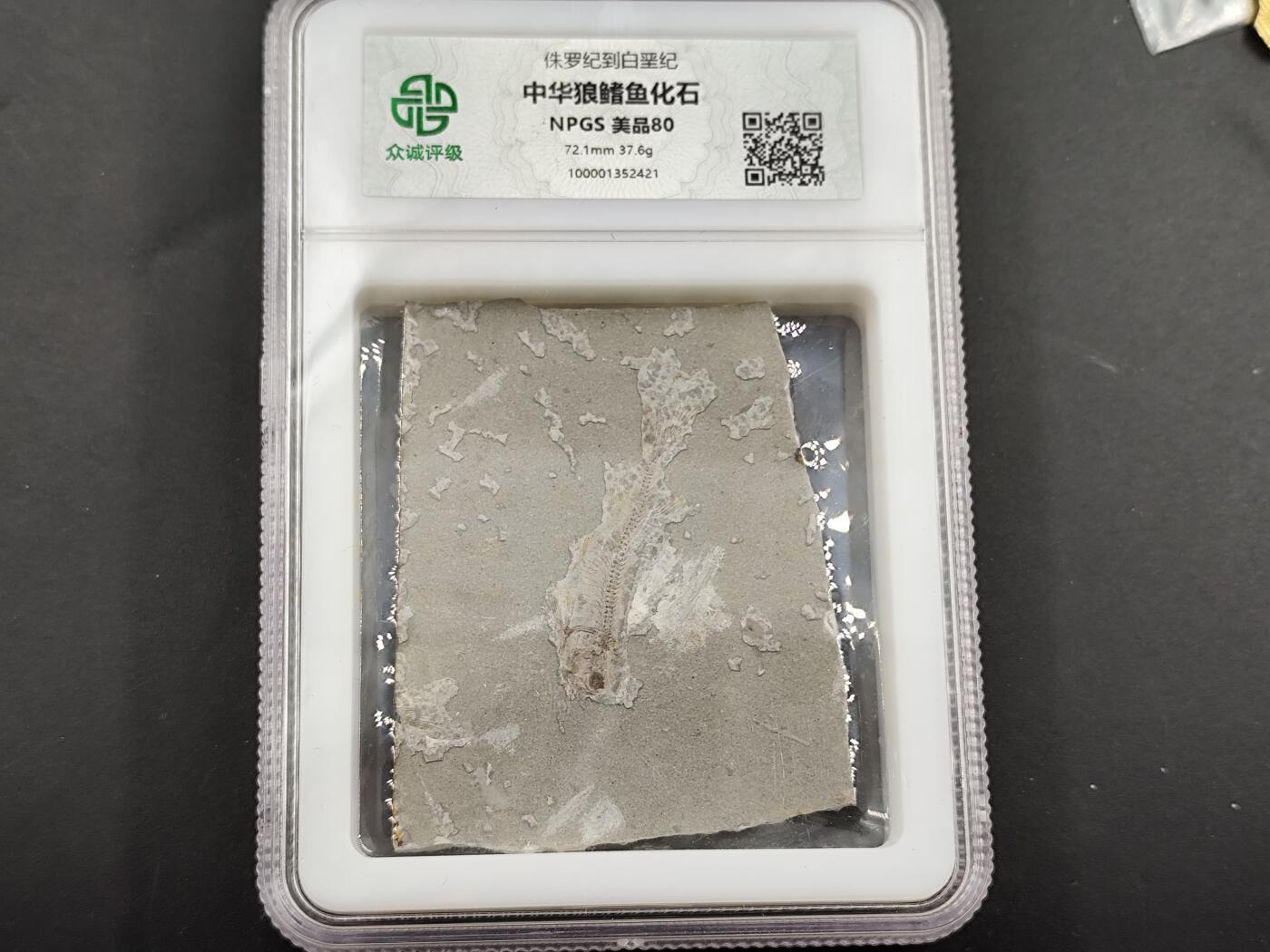 1月6日徽章钱币专场 众诚评级 狼鳍鱼化石