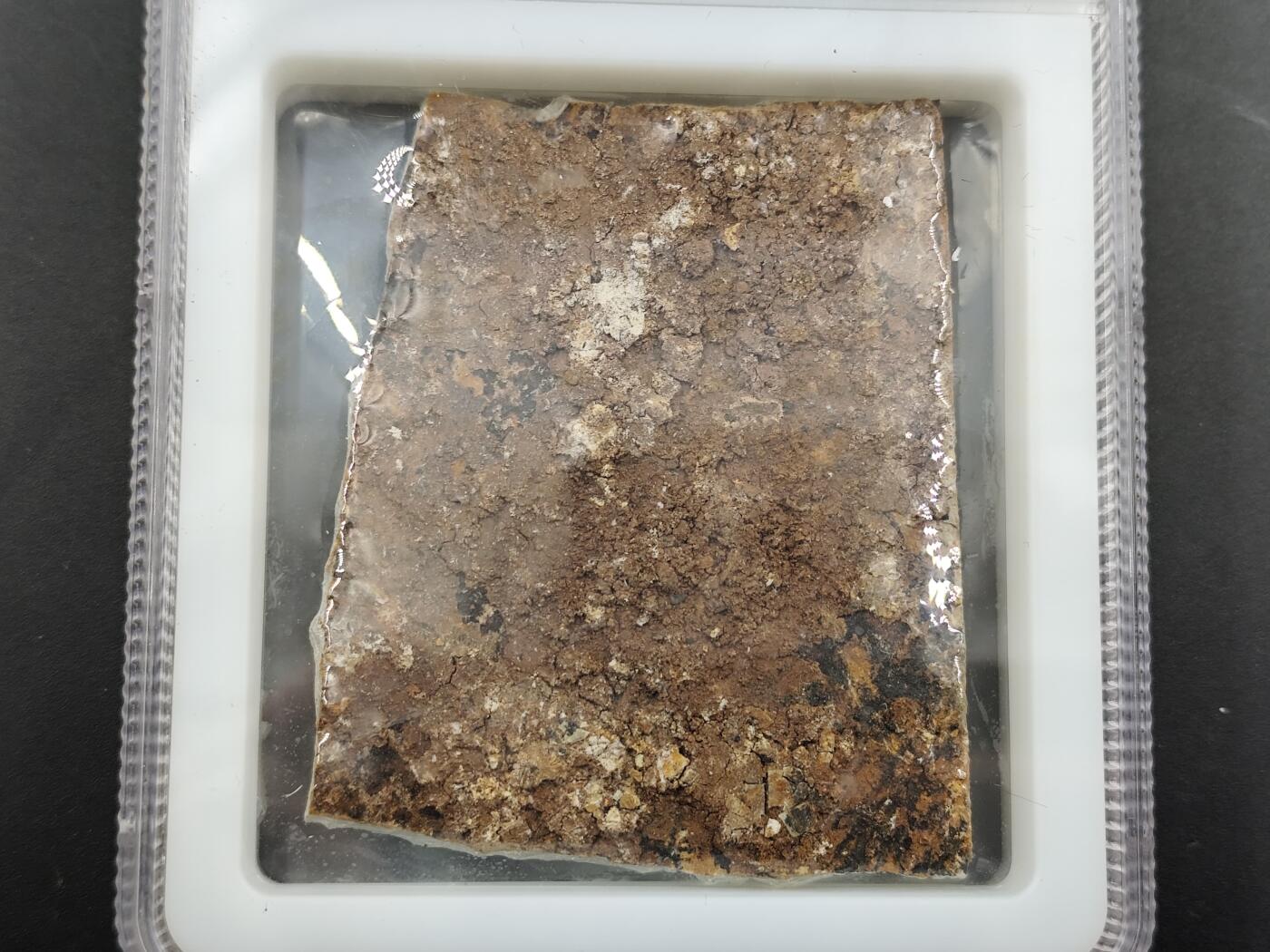 1月6日徽章钱币专场 众诚评级 狼鳍鱼化石