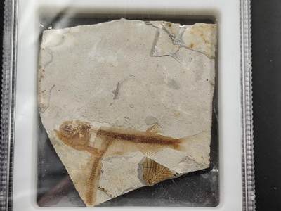 1月6日徽章钱币专场 - 众诚评级狼鳍鱼化石