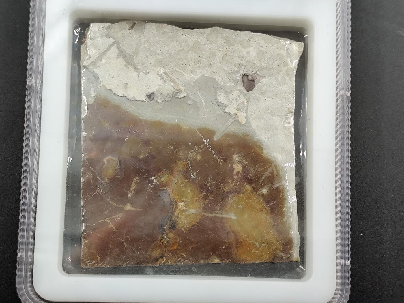 1月6日徽章钱币专场 众诚评级狼鳍鱼化石群 