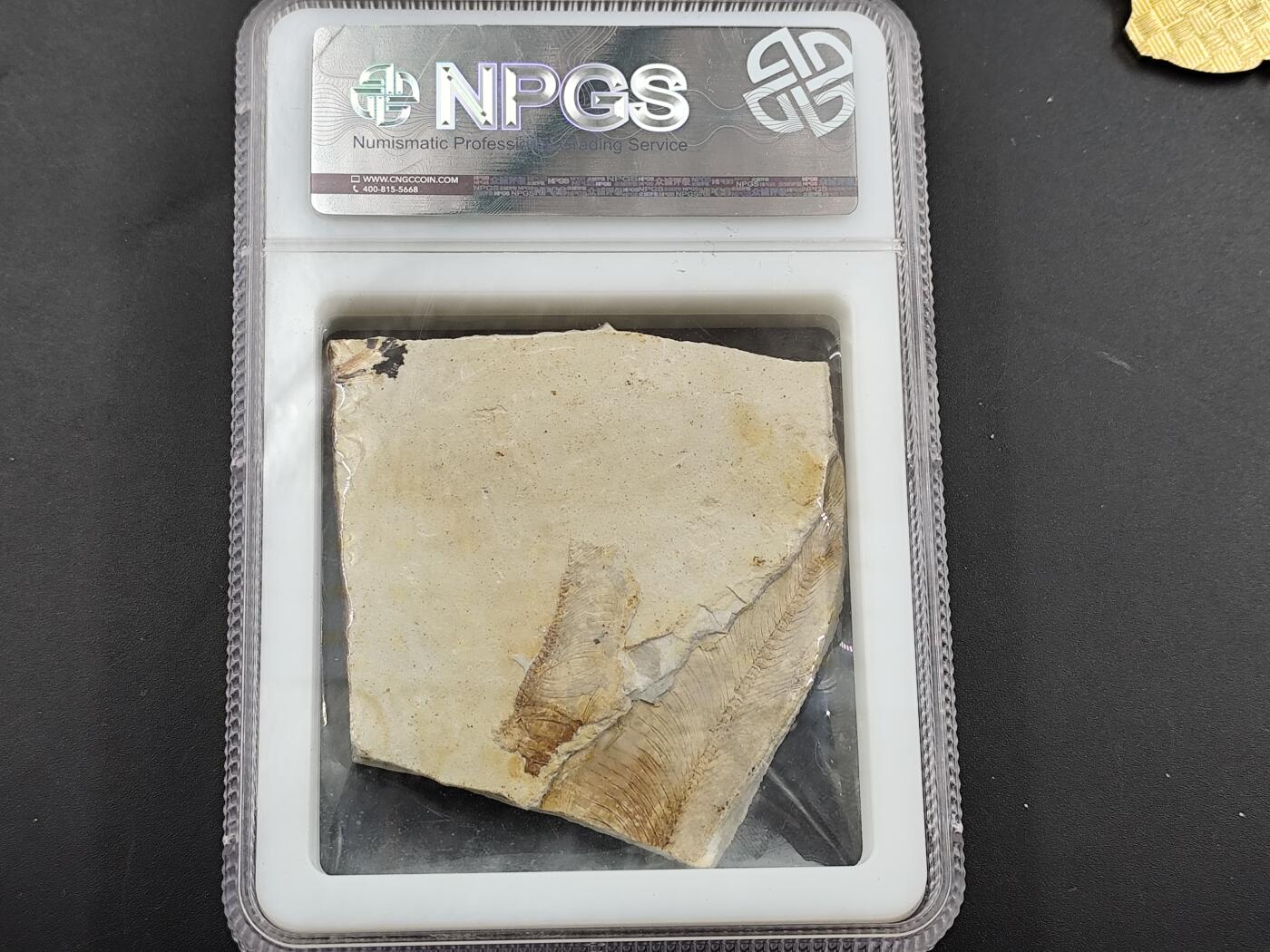 1月6日徽章钱币专场 众诚评级狼鳍鱼化石