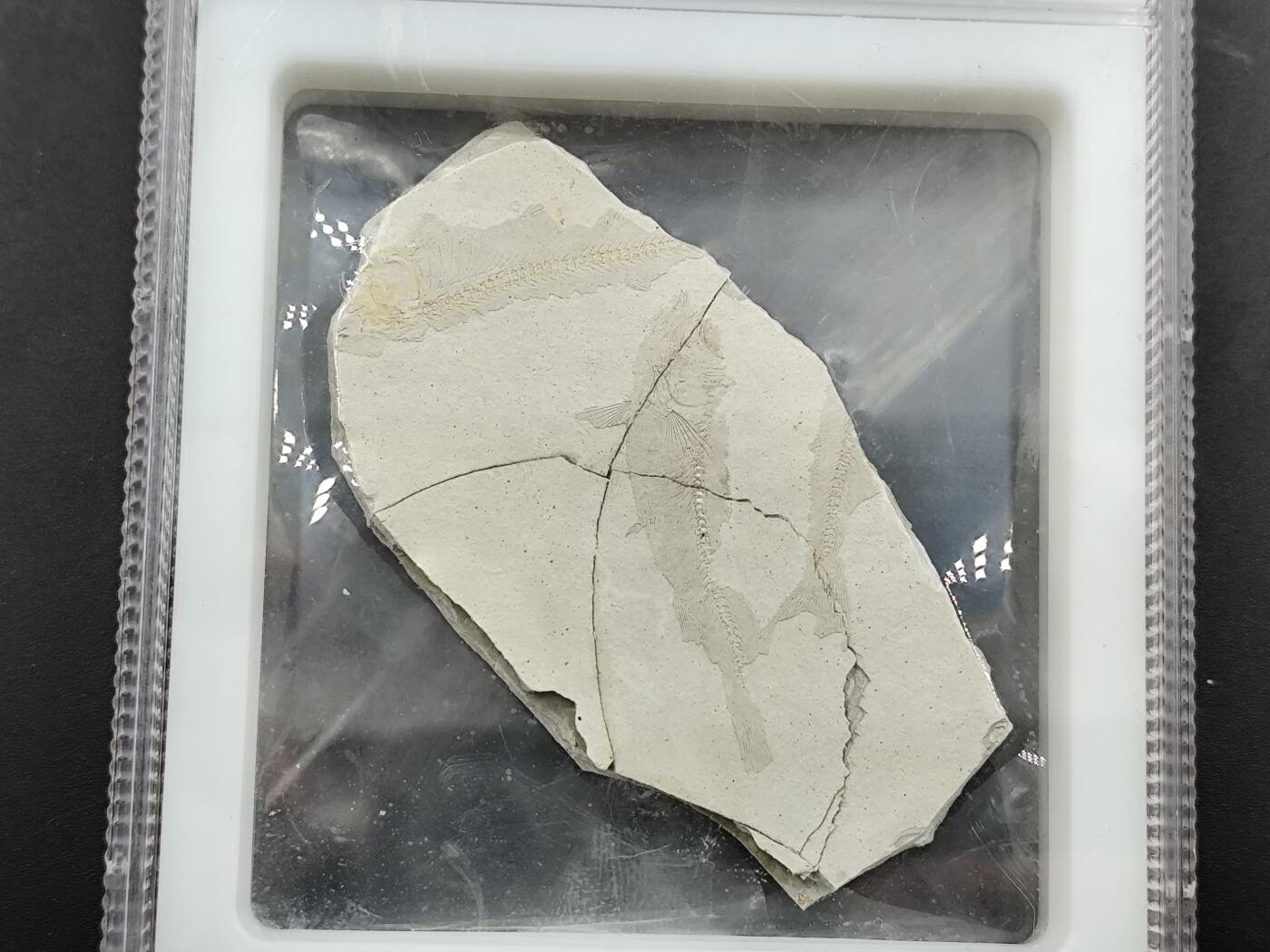 1月6日徽章钱币专场 众诚评级狼鳍鱼化石