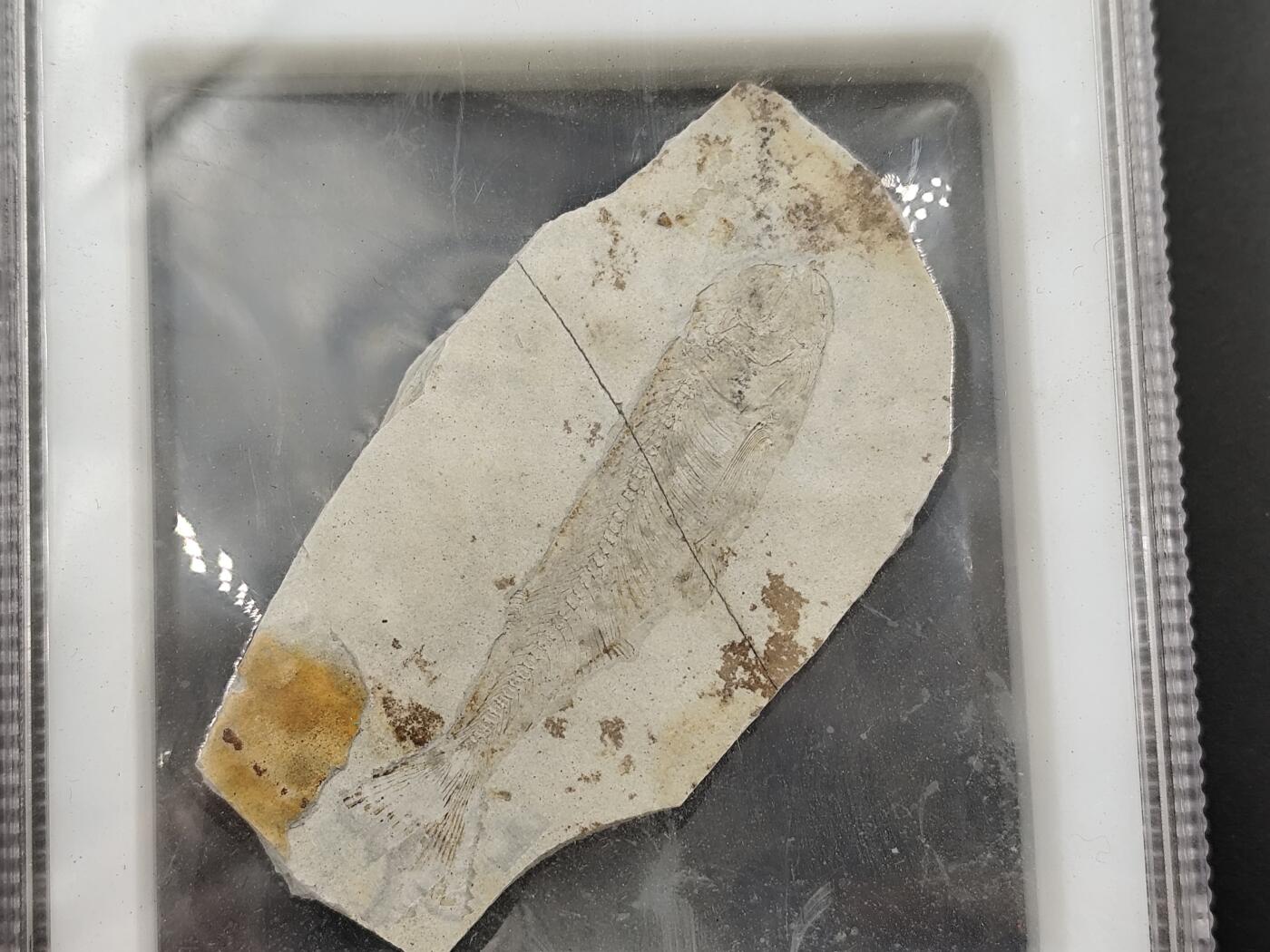 1月6日徽章钱币专场 众诚评级狼鳍鱼化石