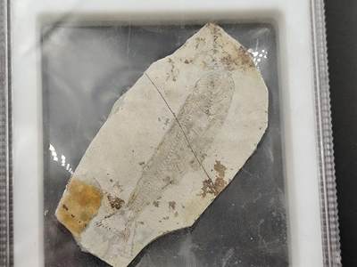 1月6日徽章钱币专场 - 众诚评级狼鳍鱼化石