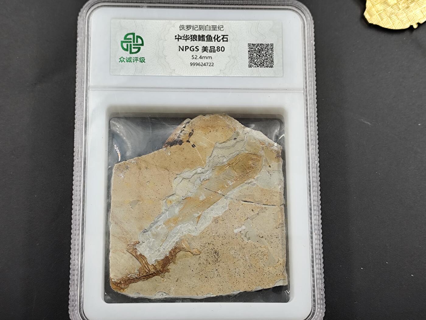 1月6日徽章钱币专场 众诚评级 狼鳍鱼化石