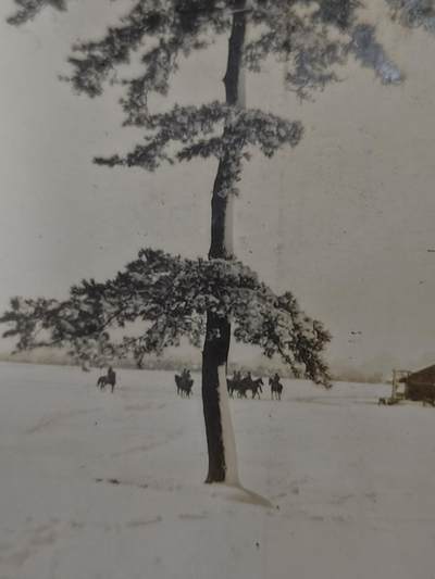 0元起拍勋章 第323期 咸鱼国勋章拍卖专场 1月7日（周三）下午6：00开始 原品当时拍摄 大正时期骑兵13联队驻地照片四张