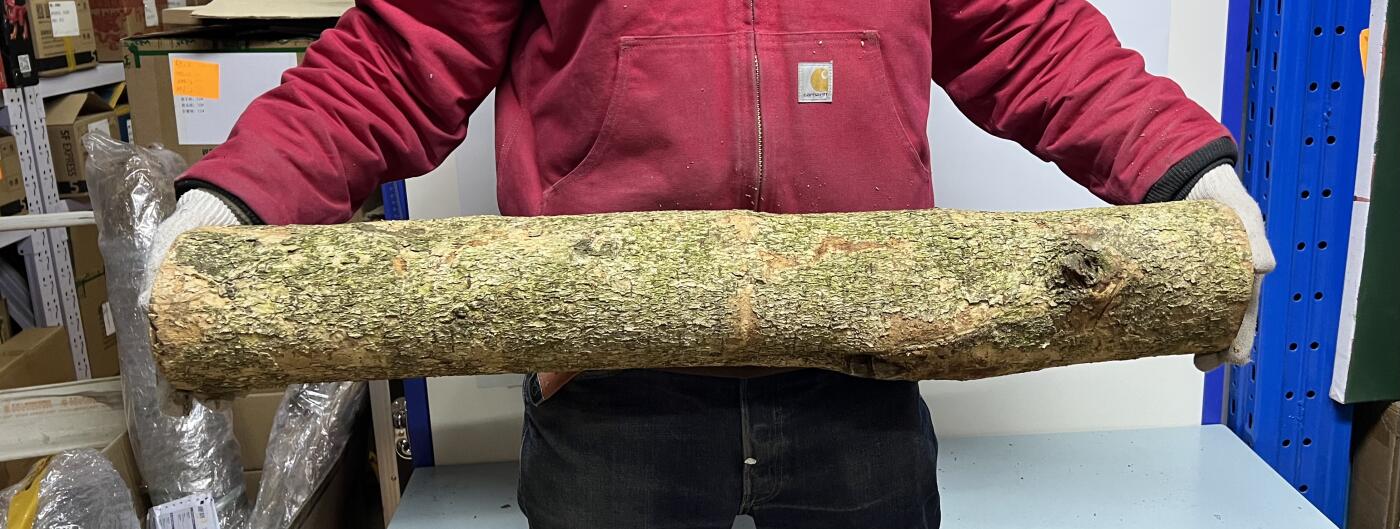 零元拍： 01-06-2金丝楠 原木 风水柱 横财（材）带皮，8.6公斤 尺寸：85/13CM。抛光后金灿灿满香。