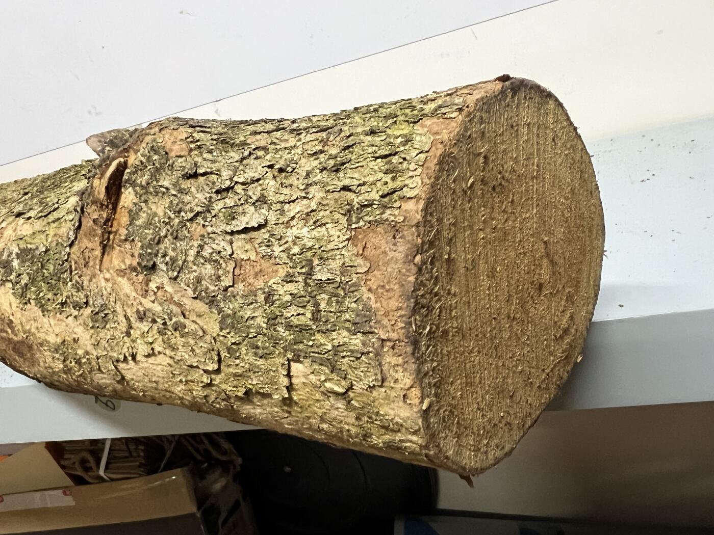 零元拍： 01-06-2金丝楠 原木 风水柱 横财（材）带皮，8.6公斤 尺寸：85/13CM。抛光后金灿灿满香。