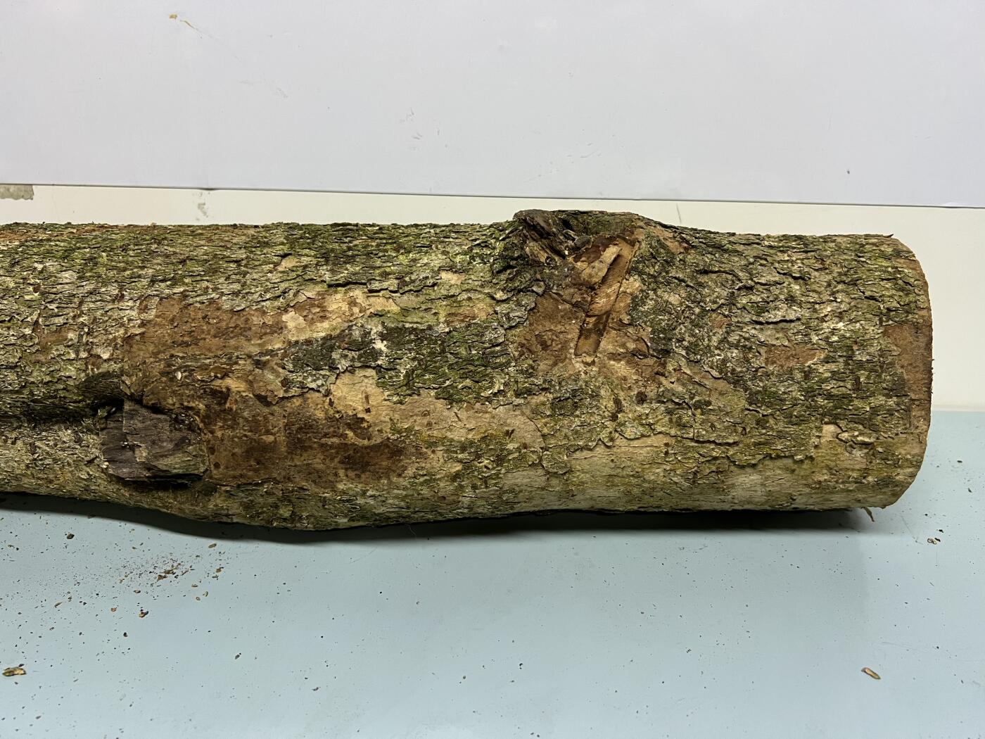 零元拍： 01-06-2金丝楠 原木 风水柱 横财（材）带皮，8.6公斤 尺寸：85/13CM。抛光后金灿灿满香。