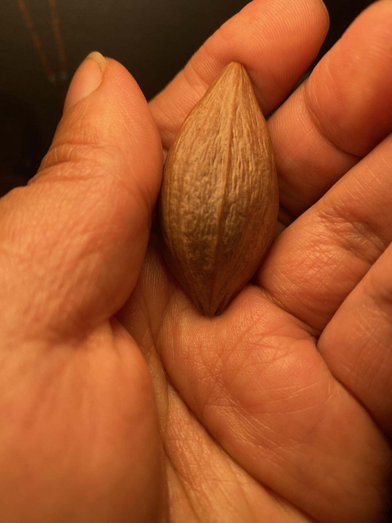 苏工名家王红秋个人作品展示 福利苏工核雕，纯手工雕刻，四花紫皮核凤舞九天，个性十足，紫气祥瑞，等待有缘人，市场无同款，尺寸2。3x4。8喜欢的来