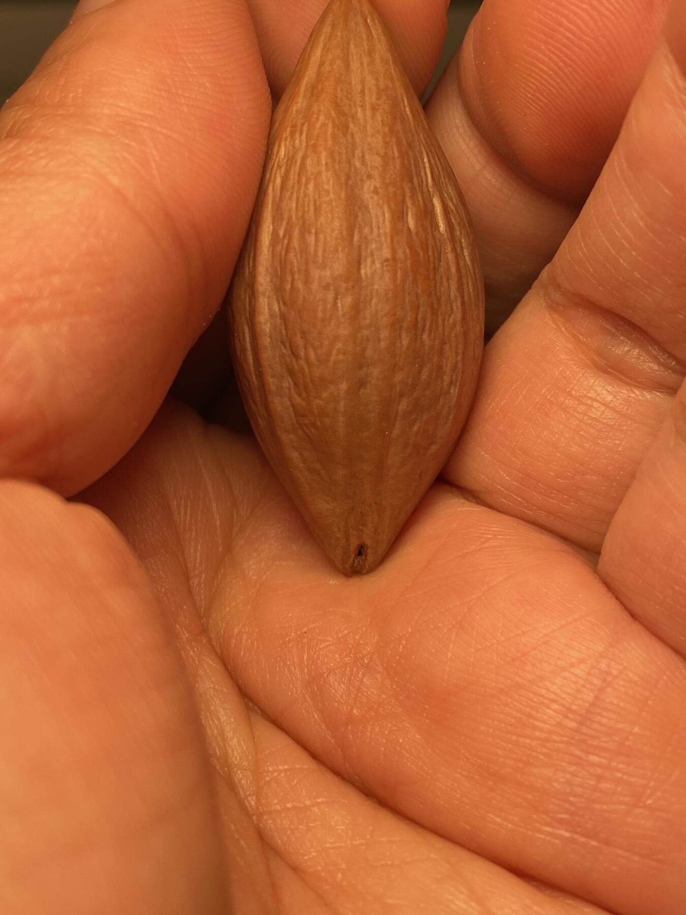 苏工名家王红秋个人作品展示 福利苏工核雕，纯手工雕刻，四花梅林大核天使之眼，个性十足，等待有缘人，市场无同款，尺寸2。2x4.49喜欢的来