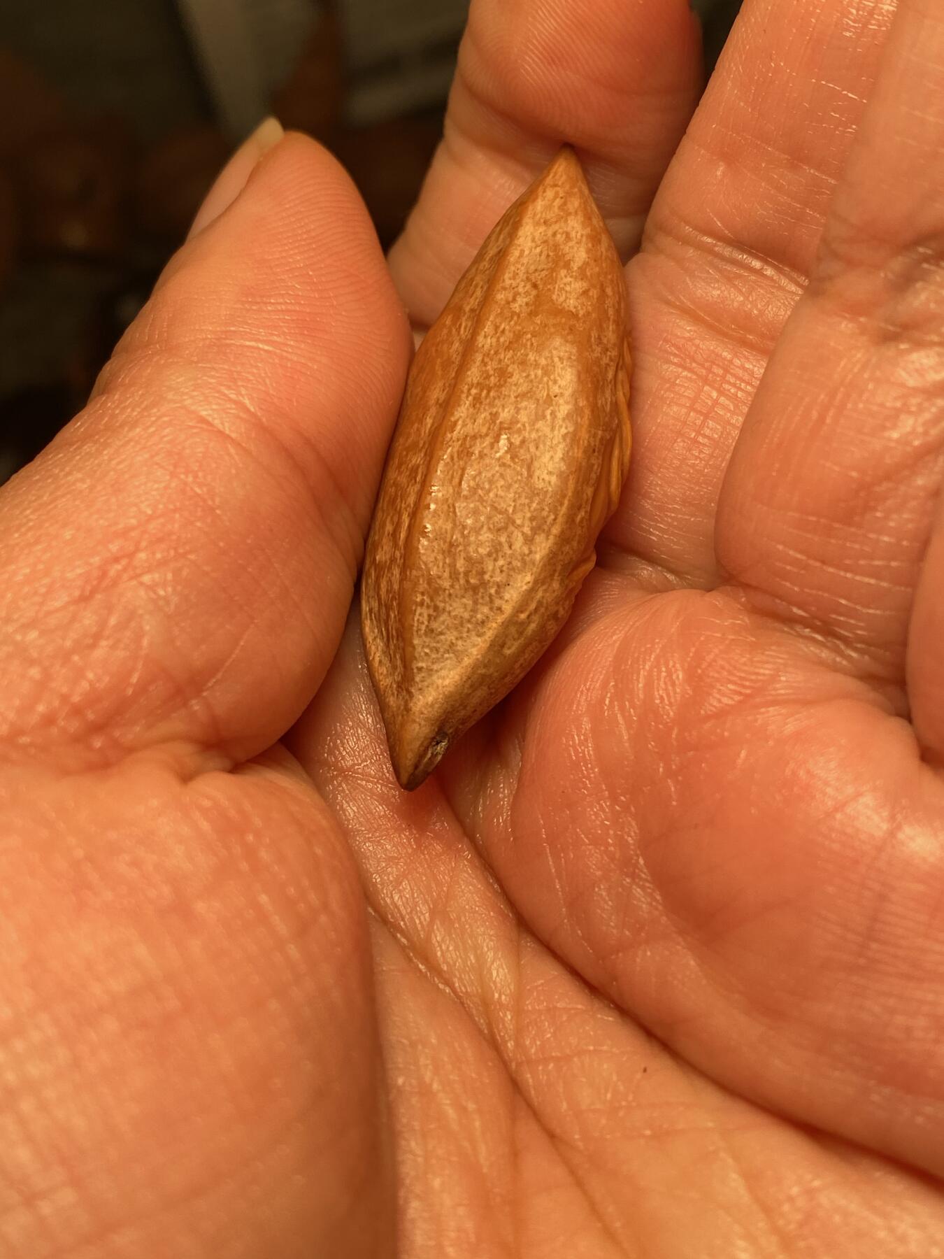 苏工名家王红秋个人作品展示 苏工核雕纯手工雕刻，超长二花钟馗单籽，个性十足，市场无同款，尺寸1。78x4.8喜欢的来