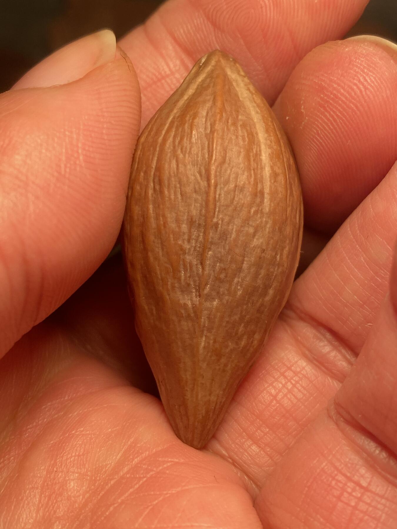 苏工名家王红秋个人作品展示 苏工核雕纯手工雕刻，老苏工恶僧，四花梅林大核，个性十足，市场无同款，尺寸2。18x4.7喜欢的来