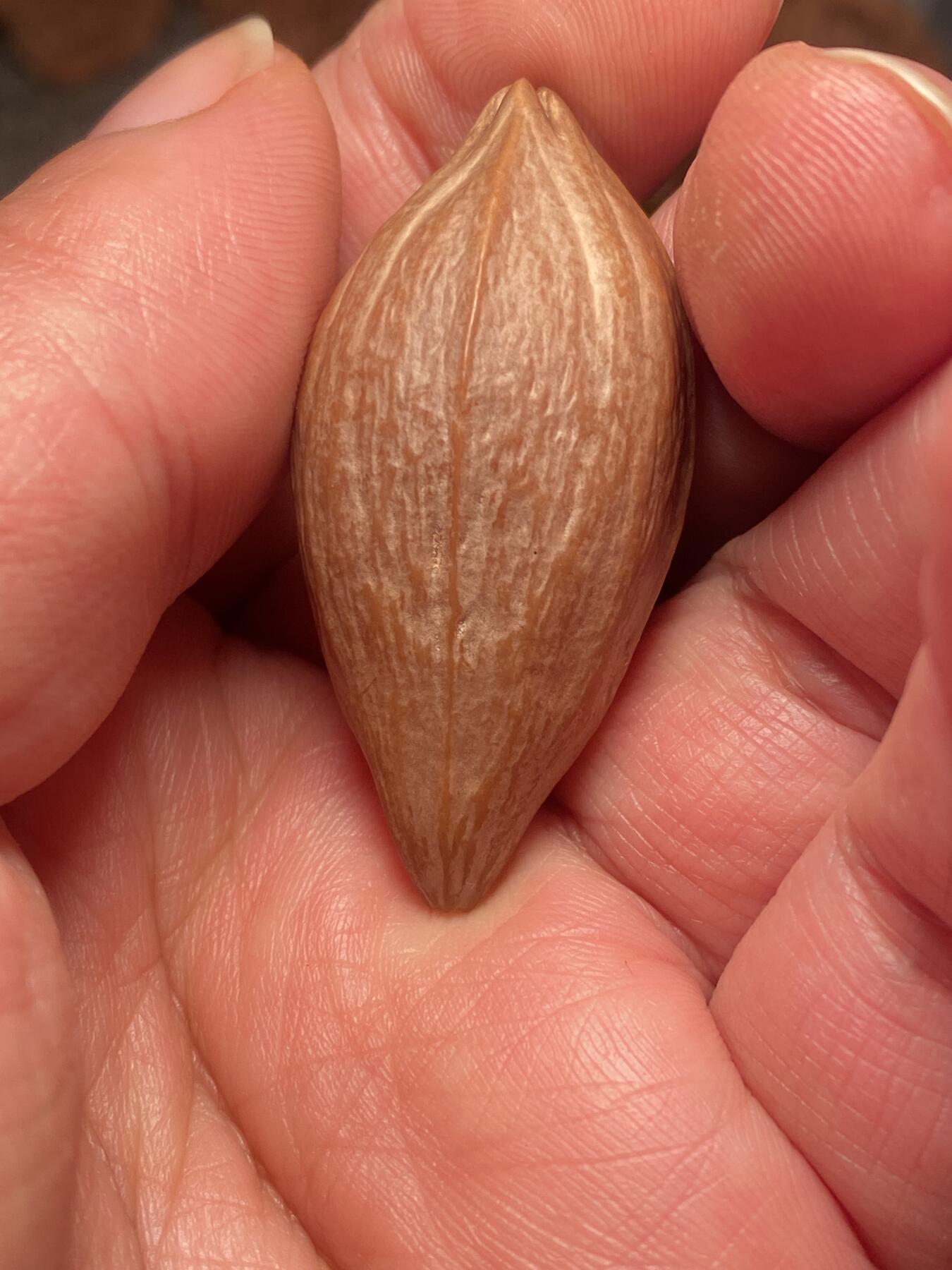 苏工名家王红秋个人作品展示 苏工核雕纯手工雕刻，老苏工诺距罗尊者，四花梅林大核，个性十足，市场无同款，尺寸2。18x4.6喜欢的来