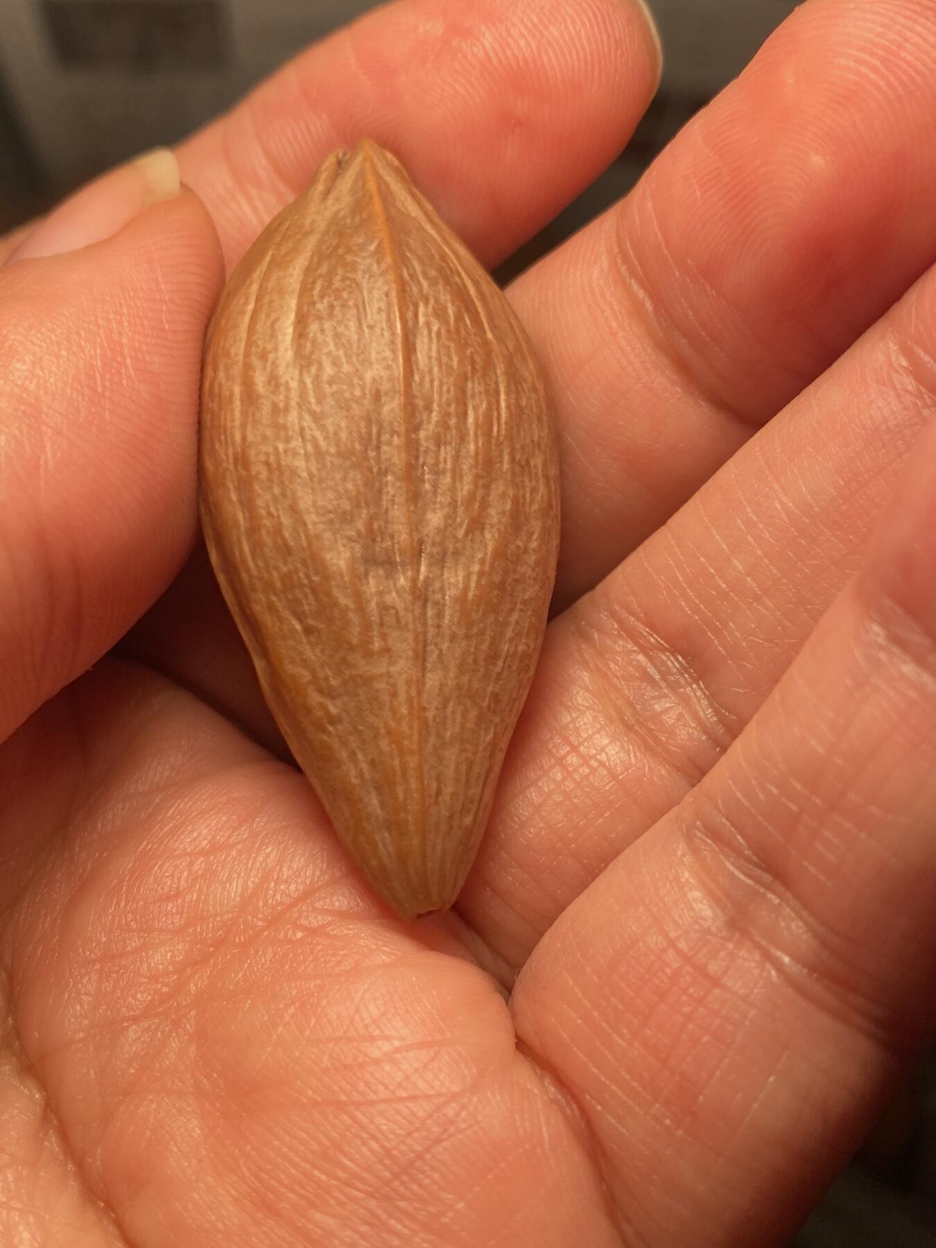 苏工名家王红秋个人作品展示 福利苏工核雕，纯手工雕刻，四花梅林大核君临天下，个性十足，等待有缘人，市场无同款，尺寸2。3x5。0喜欢的来