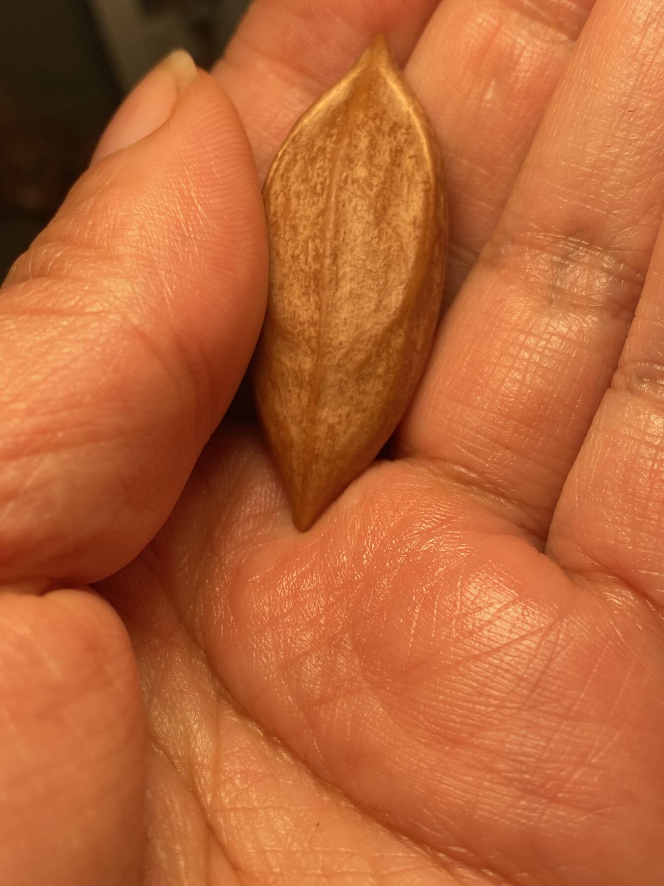 苏工名家王红秋个人作品展示 苏工核雕纯手工雕刻，超长二花关二哥单籽，个性十足，市场无同款，尺寸1。78x4.8喜欢的来