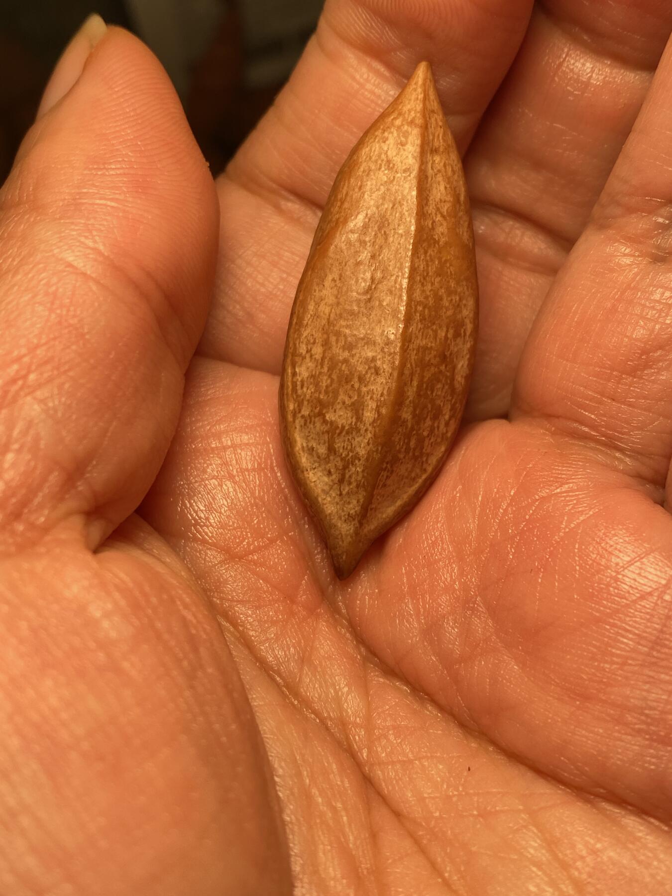 苏工名家王红秋个人作品展示 苏工核雕纯手工雕刻，超长二花钟馗单籽，个性十足，市场无同款，尺寸1。78x4.8喜欢的来