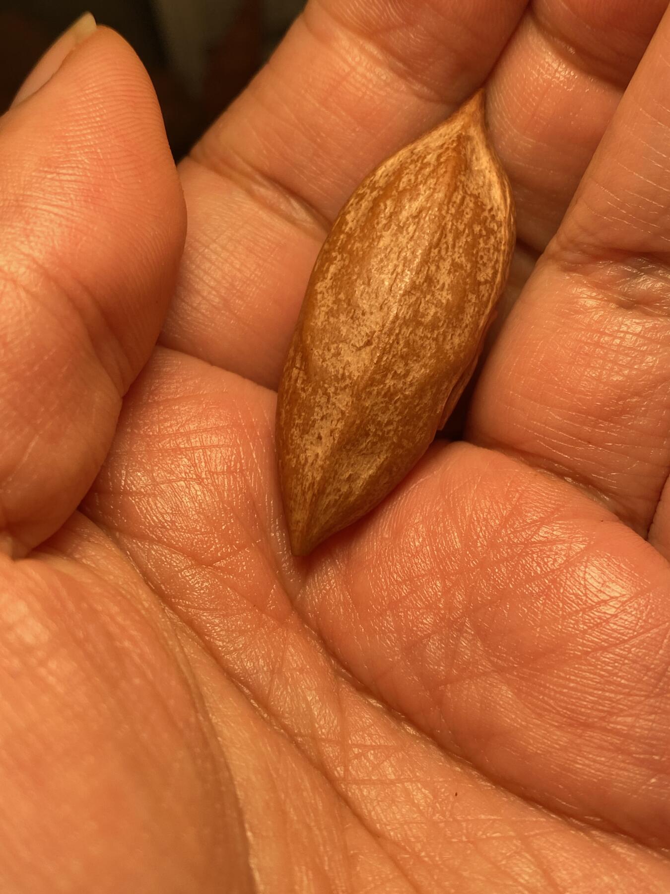 苏工名家王红秋个人作品展示 苏工核雕纯手工雕刻，超长二花静思单籽，个性十足，市场无同款，尺寸1。7x4.75喜欢的来