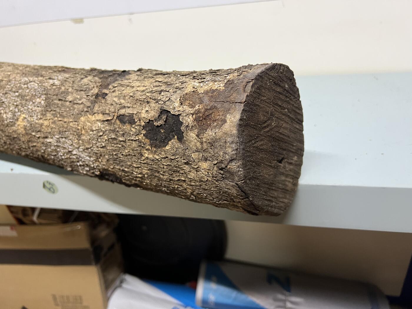 零元拍： 01-09-1金丝楠 原木 风水柱 横财（材）带皮， 尺寸：92/10/11CM。5.3公斤