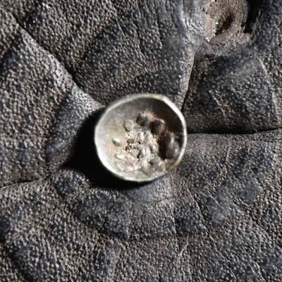 【良泉】【春节前最后一场】2月5日晚19.30点开拍！208组，本场结束后预存钱币的朋友请告知，将连同本场拍品一起邮寄，预祝诸位春节愉快！ - 公元100-120年【南阿拉伯半岛】萨巴和希木叶尔王国，阿姆丹王【碟形】1/4标准【微型】银币，0.26克