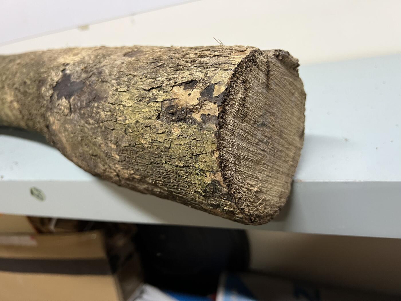 零元拍： 01-09-1金丝楠 原木 风水柱 横财（材）带皮， 尺寸：92/10/11CM。5.3公斤