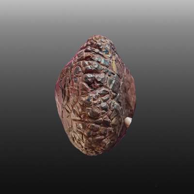 启元华旦票证专场 - 龟裂纹陨石