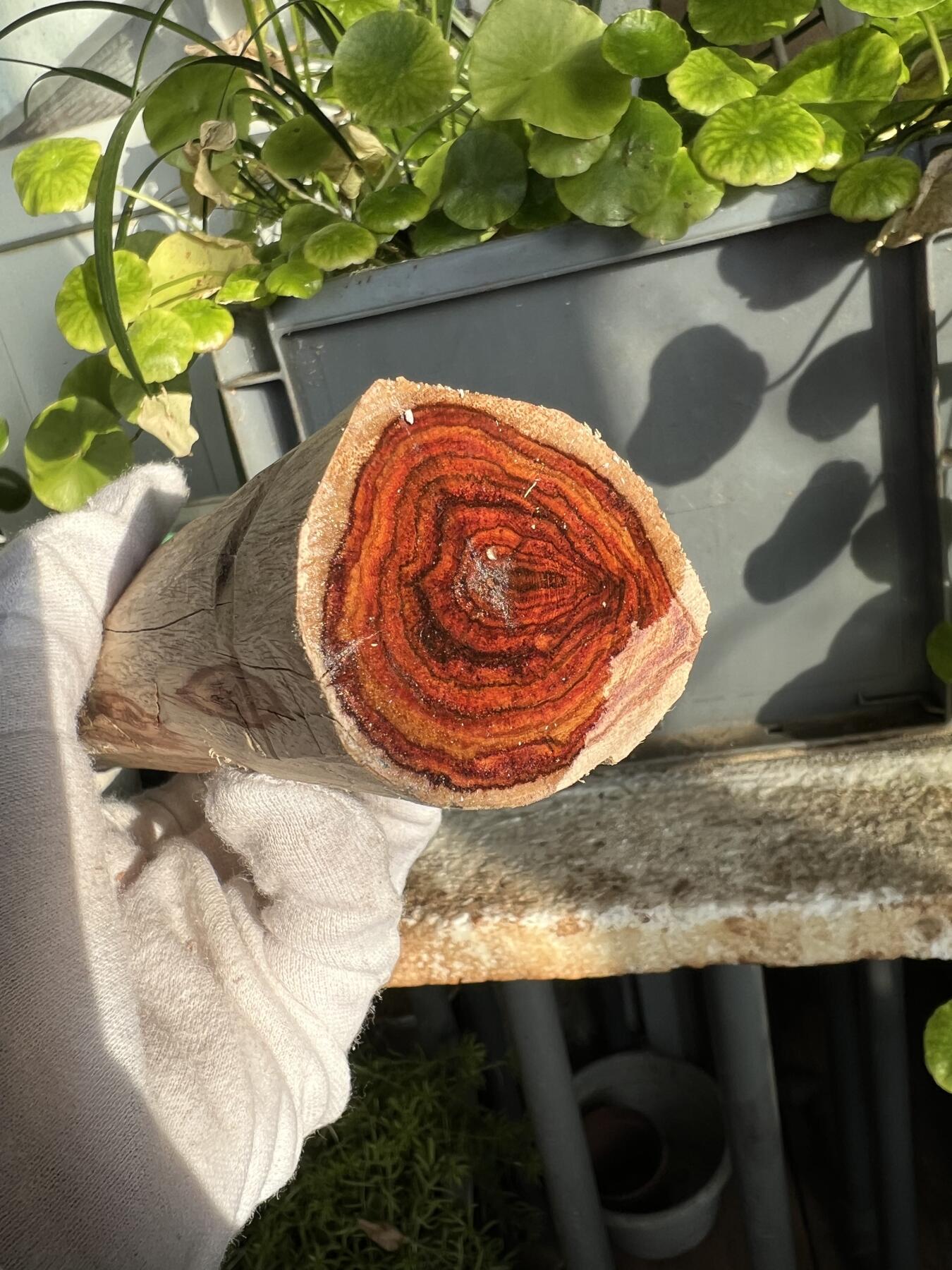 零元拍：  NO.110-4海南黄花梨原料。尺寸约195/45MM