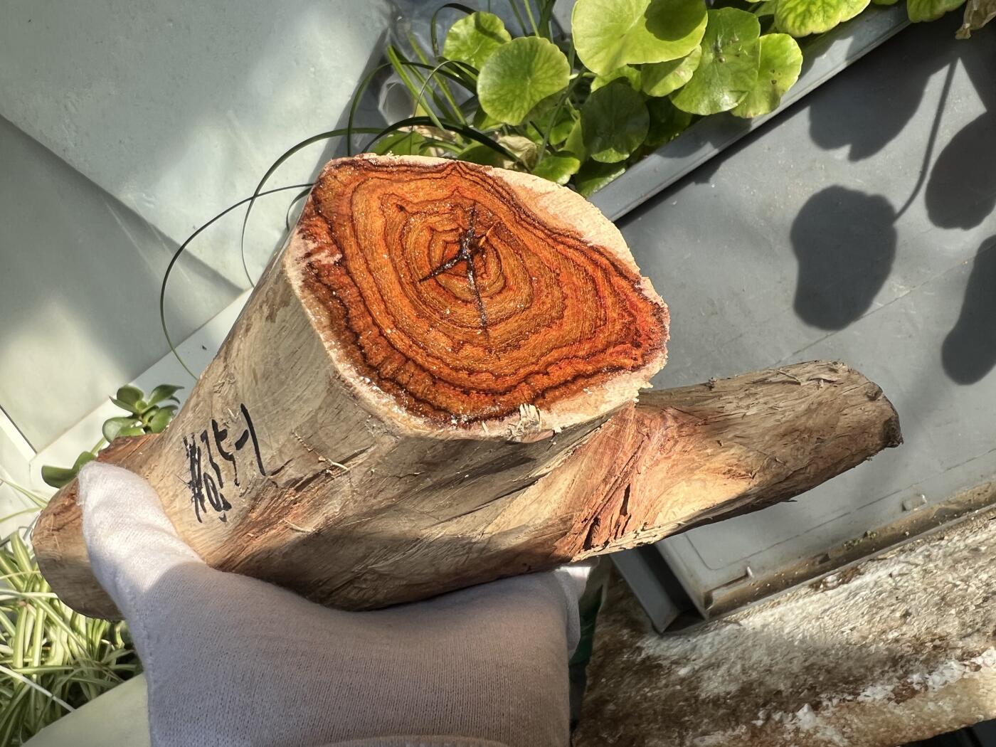 零元拍：  NO.35-1海南黄花梨原料。尺寸约250/50/60MM