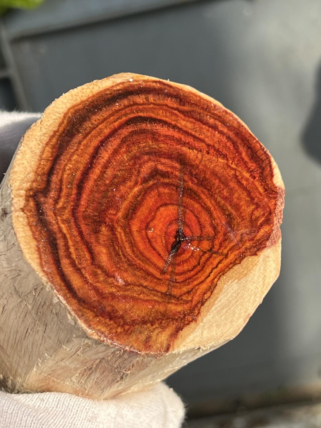 零元拍：  NO.110-5海南黄花梨原料。尺寸约125/60MM