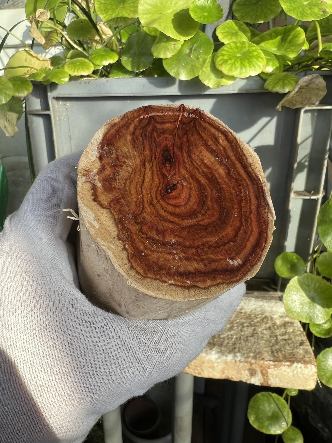 零元拍：  NO.168-1海南黄花梨原料。尺寸约110/60/60MM