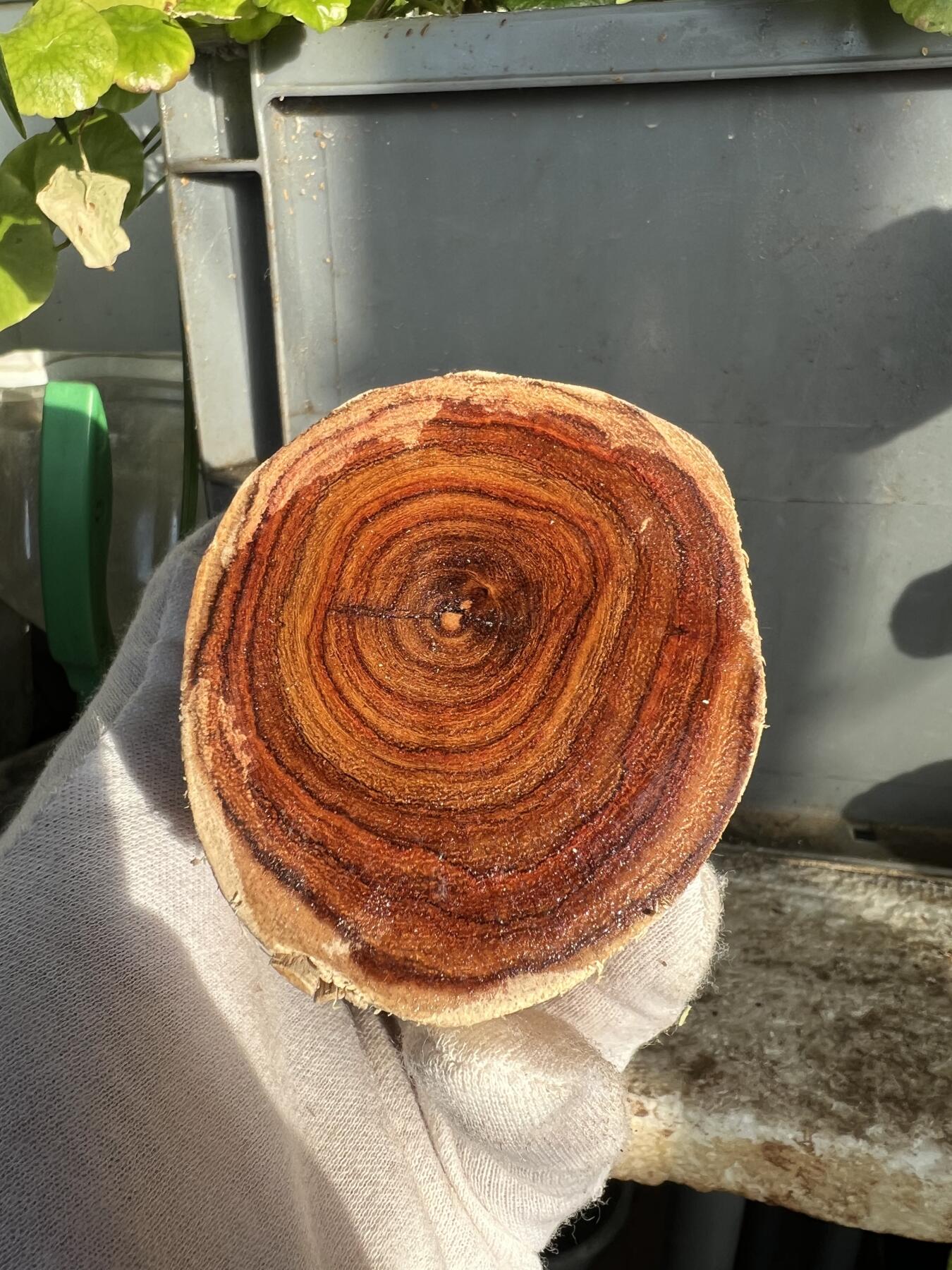 零元拍：  NO.110-3海南黄花梨原料。尺寸约110/55MM