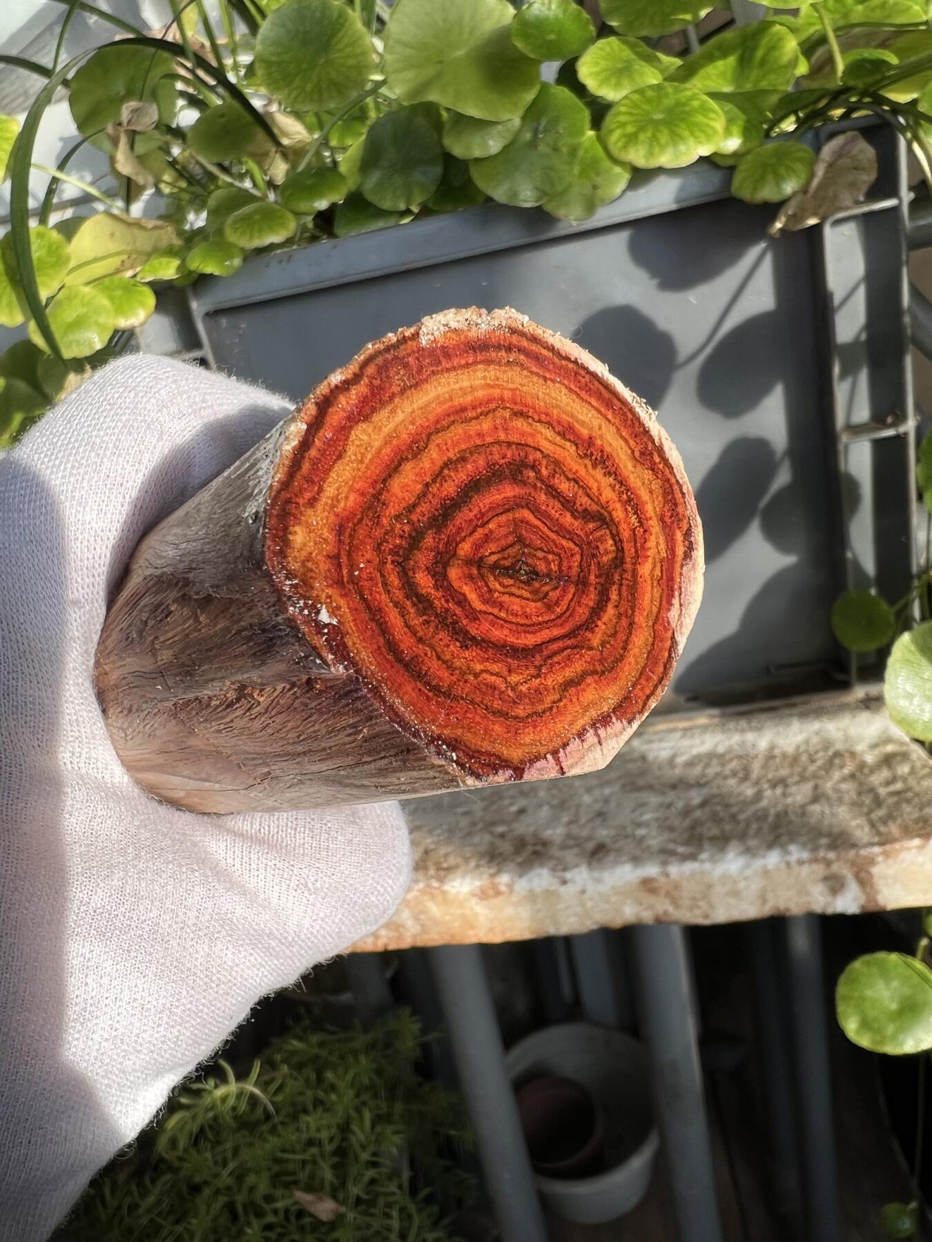 零元拍：  NO.110-4海南黄花梨原料。尺寸约195/45MM