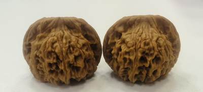 文玩核桃【二爷帽】 - 文玩核桃【二爷帽】