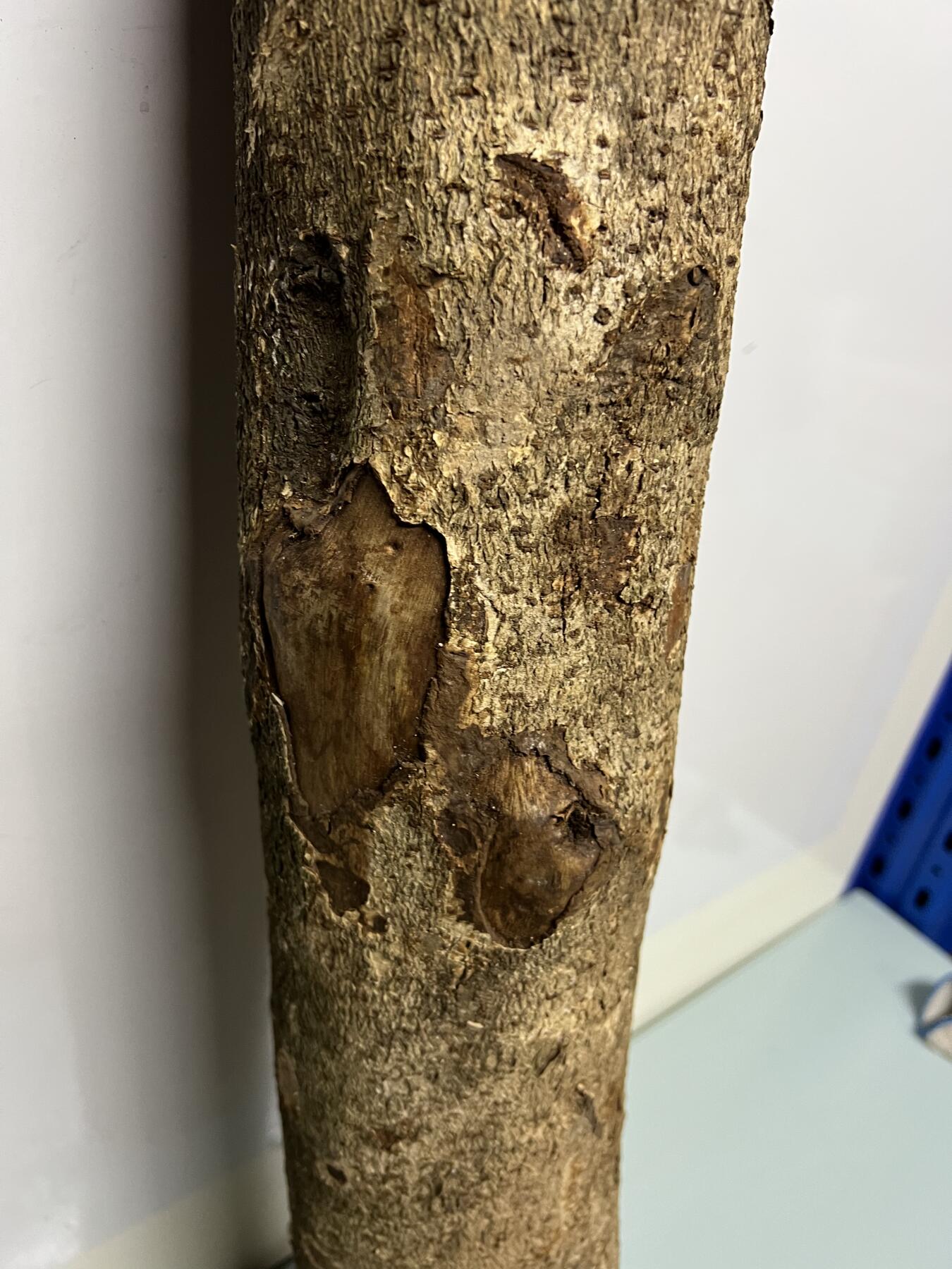 零元拍： 01-09-5金丝楠 原木 风水柱 横财（材）带皮， 尺寸：81/11.5/13CM。7.8公斤，抛光后金灿灿满香