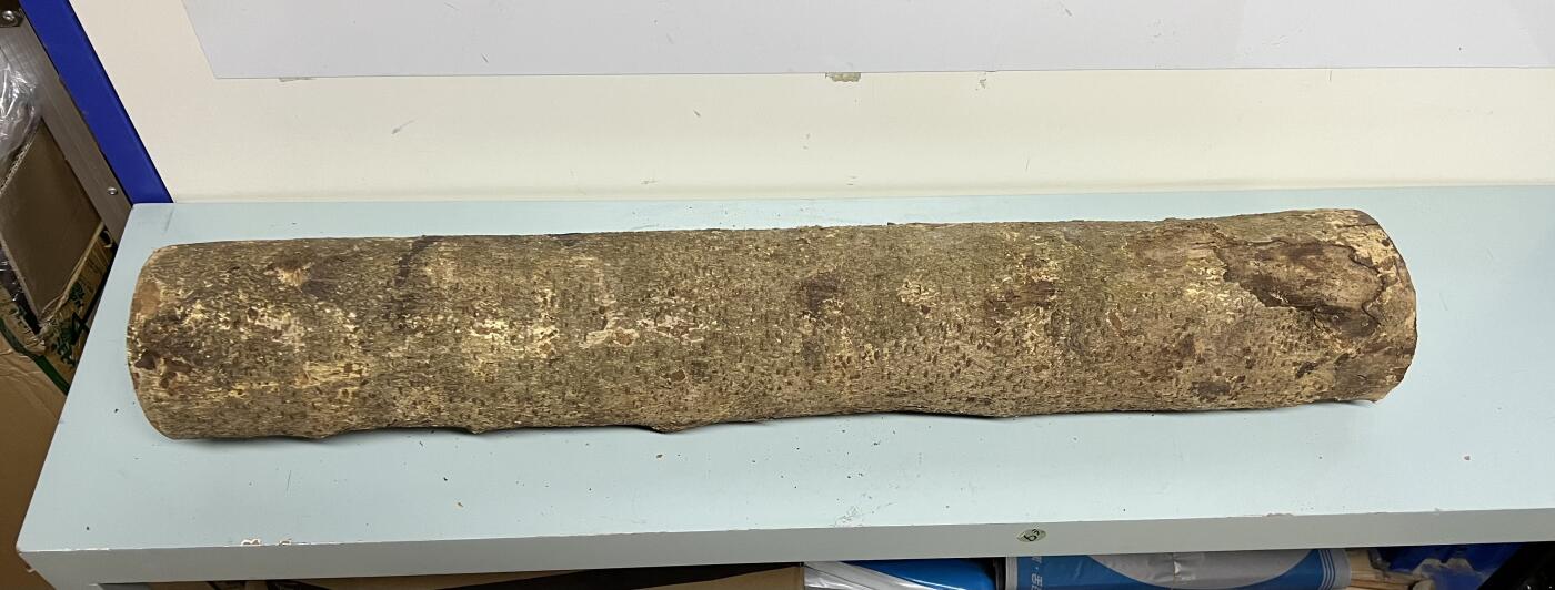 零元拍： 01-09-5金丝楠 原木 风水柱 横财（材）带皮， 尺寸：81/11.5/13CM。7.8公斤，抛光后金灿灿满香