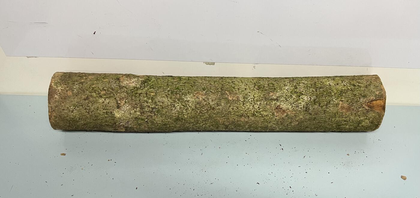 零元拍： 01-09-6金丝楠 原木 风水柱 横财（材）带皮， 尺寸：71.5/12CM。5.6公斤，抛光后金灿灿满香。